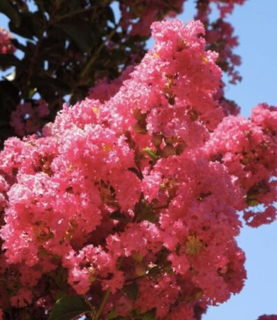 Lagerstroemia indica 'Tuscarora'