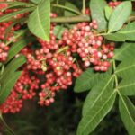 Schinus terebinthifolius