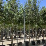 Tilia cordata TIGLIO SELVATICO