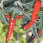 Peperoncino Messicano Lungo