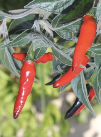 Peperoncino Messicano Lungo