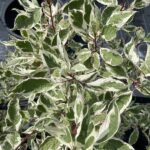 Cornus alba 'Elegantissima'