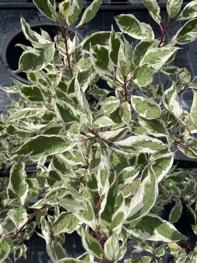 Cornus alba 'Elegantissima'