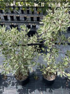 Cornus alba 'Elegantissima' CL9