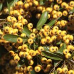 Pyracantha rogersiana 'Flava'