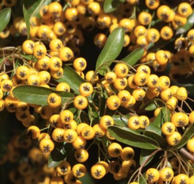 Pyracantha rogersiana 'Flava'