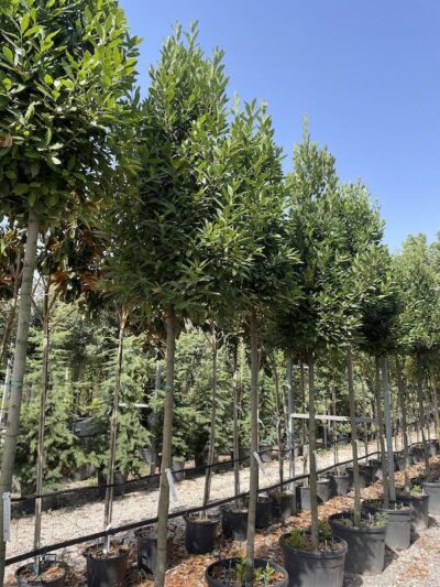Laurus nobilis ALLORO ALto Fusto