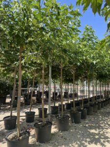 Morus platanifolia 'Fruitless' GELSO DA OMBRA 16-18
