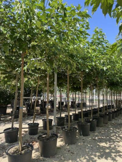 Morus platanifolia 'Fruitless' GELSO DA OMBRA 16-18