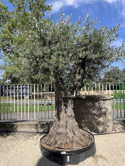 Olivo Secolare Galega Vulgar CT100-150