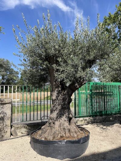 Olivo Secolare Galega Vulgar CT150-200