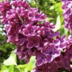 Syringa vulgaris 'Andenken an Ludwig Späth'