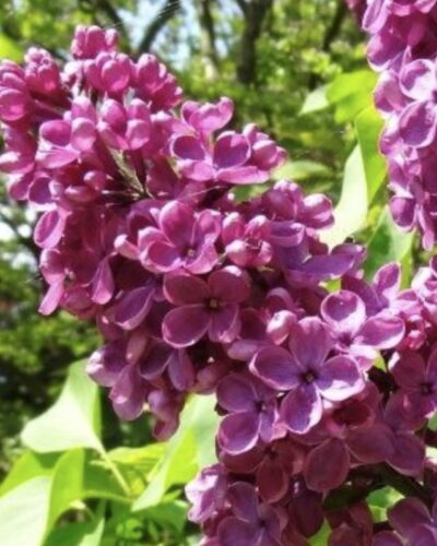 Syringa vulgaris 'Andenken an Ludwig Späth'