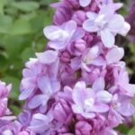 Syringa vulgaris 'Belle de Nancy' LILLÀ