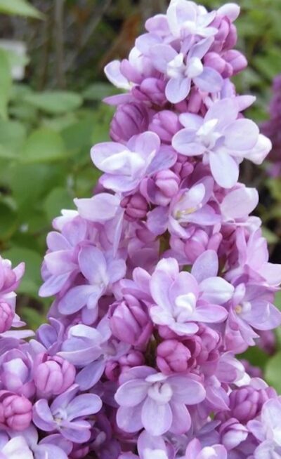 Syringa vulgaris 'Belle de Nancy' LILLÀ