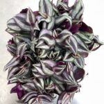 Tradescantia zebrina