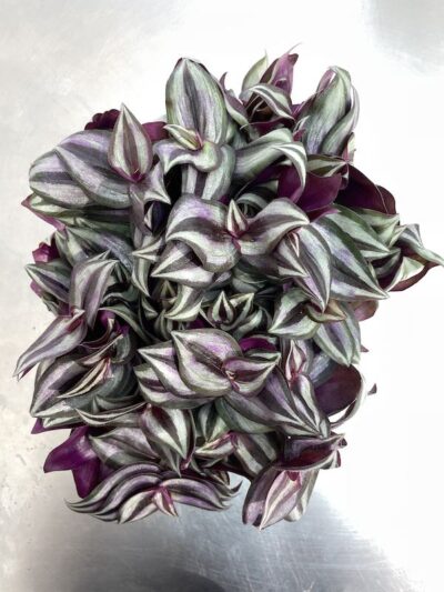 Tradescantia zebrina