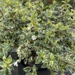 Abelia x grandiflora 'Sparkling Silver'
