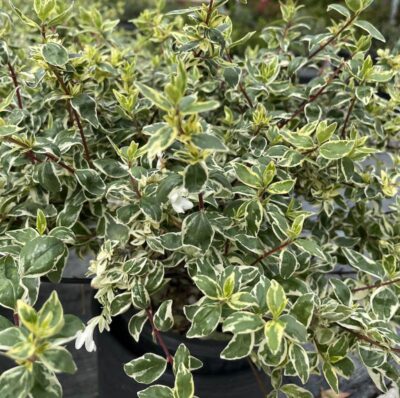 Abelia x grandiflora 'Sparkling Silver'