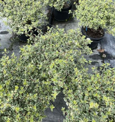 Abelia x grandiflora 'Sparkling Silver' CL3