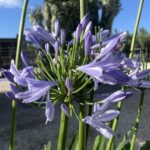 Agapanthus 'x Pitchoune Blue®' AGAPANTO