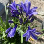 Agapanthus ‘Pino’ AGAPANTO