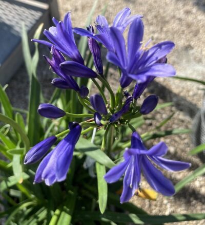 Agapanthus ‘Pino’ AGAPANTO