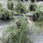 Cotoneaster 'Queen of Carpet'