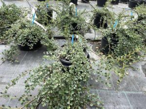 Cotoneaster 'Queen of Carpet'