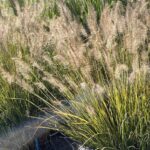 Dettaglio Pennisetum alopecuroides ‘Lumen Gold’ - Vivai Frappetta