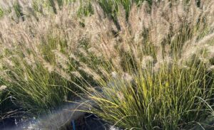 Dettaglio Pennisetum alopecuroides ‘Lumen Gold’ - Vivai Frappetta