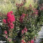 Lagerstroemia indica Enduring Summer® Red