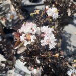 Lagerstroemia indica First Editions® Lunar Magic