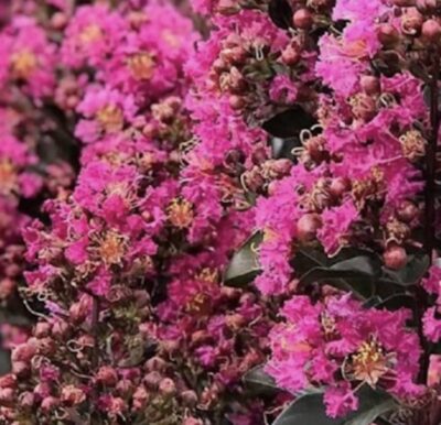 Lagerstroemia indica First Editions® Plum Magic