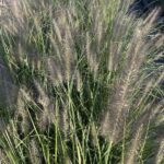 Pennisetum alopecuroides 'Black Beauty'