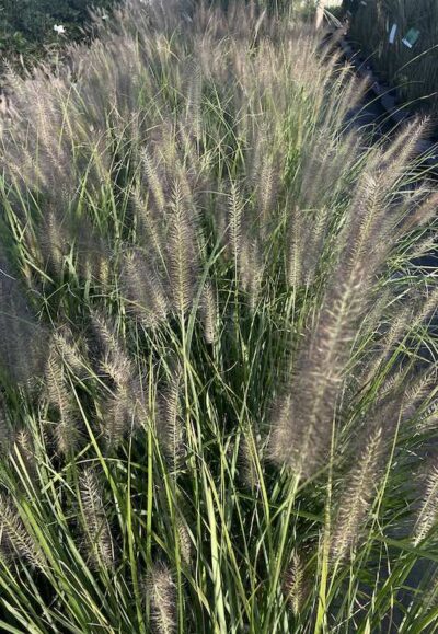 Pennisetum alopecuroides 'Black Beauty'