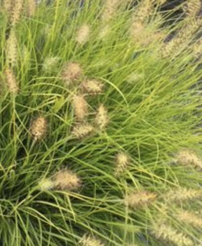 Pennisetum alopecuroides 'Lumen Gold'