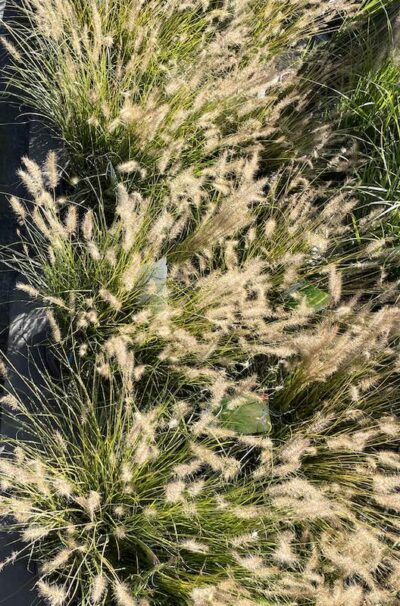 Pennisetum alopecuroides ‘Lumen Gold’ Vivai Frappetta