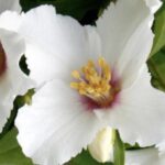 Philadelphus 'Belle Etoile' PETTO D’ANGELO