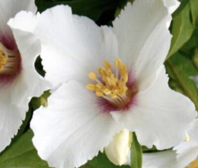Philadelphus 'Belle Etoile' PETTO D’ANGELO
