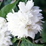 Philadelphus 'Minnesota Snowflake'
