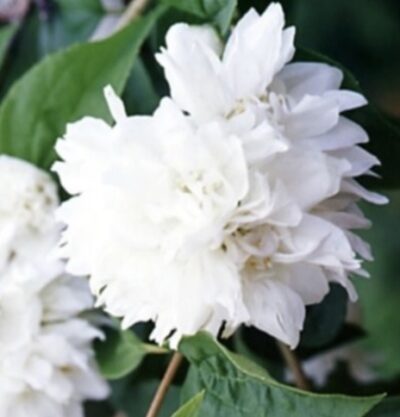 Philadelphus 'Minnesota Snowflake'