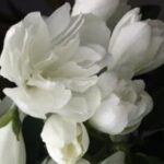 Philadelphus 'Snowbelle'