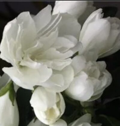 Philadelphus 'Snowbelle'
