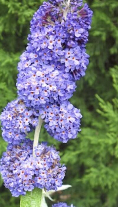 Buddleia davidii Reve de Papillon Blue
