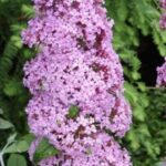 Buddleia davidii Reve de Papillon Pink