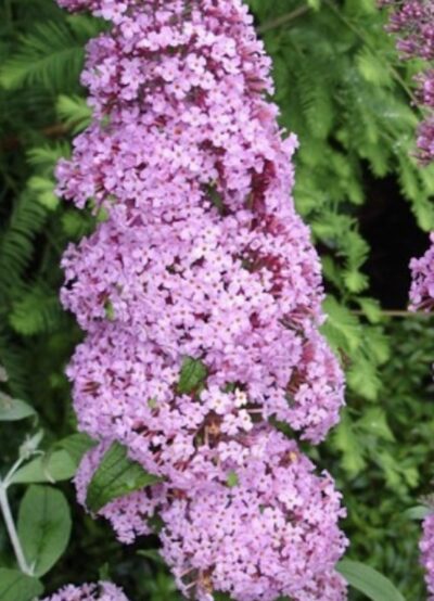 Buddleia davidii Reve de Papillon Pink