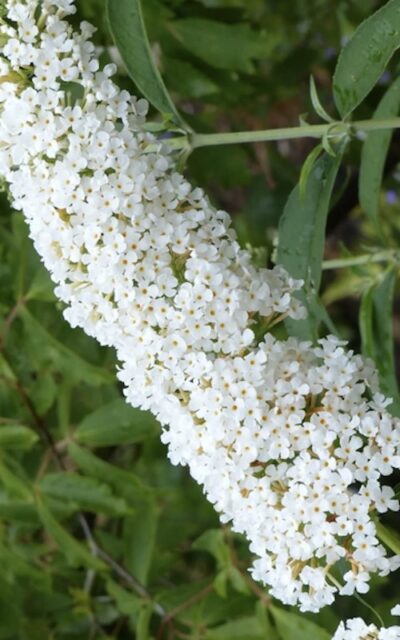 Buddleia davidii Reve de Papillon White