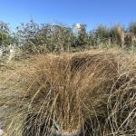 Carex comans 'Milk Chocolate'