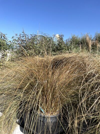 Carex comans 'Milk Chocolate'